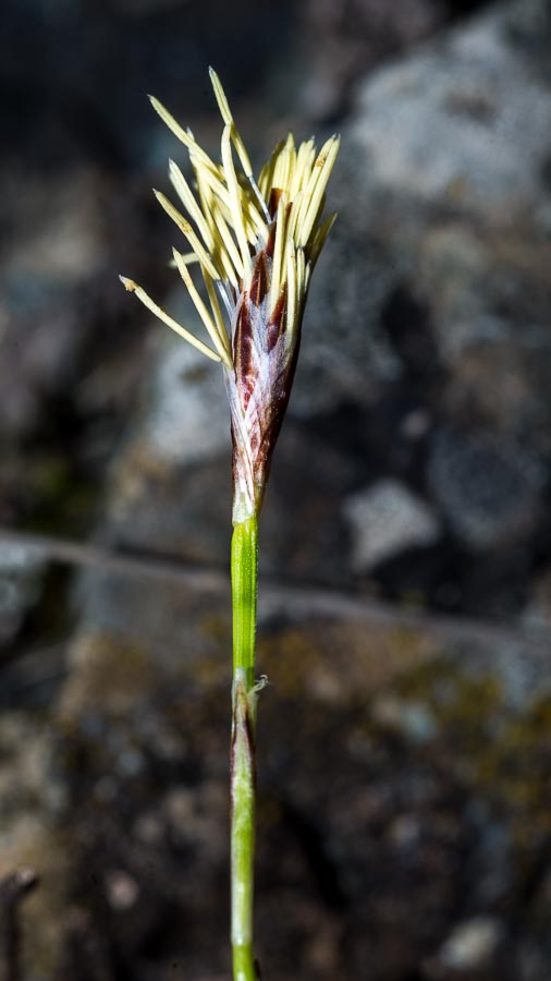 Carex humilis